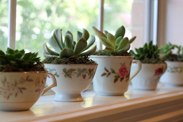 Succulents in Tea Cups